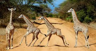 safari gallery image
